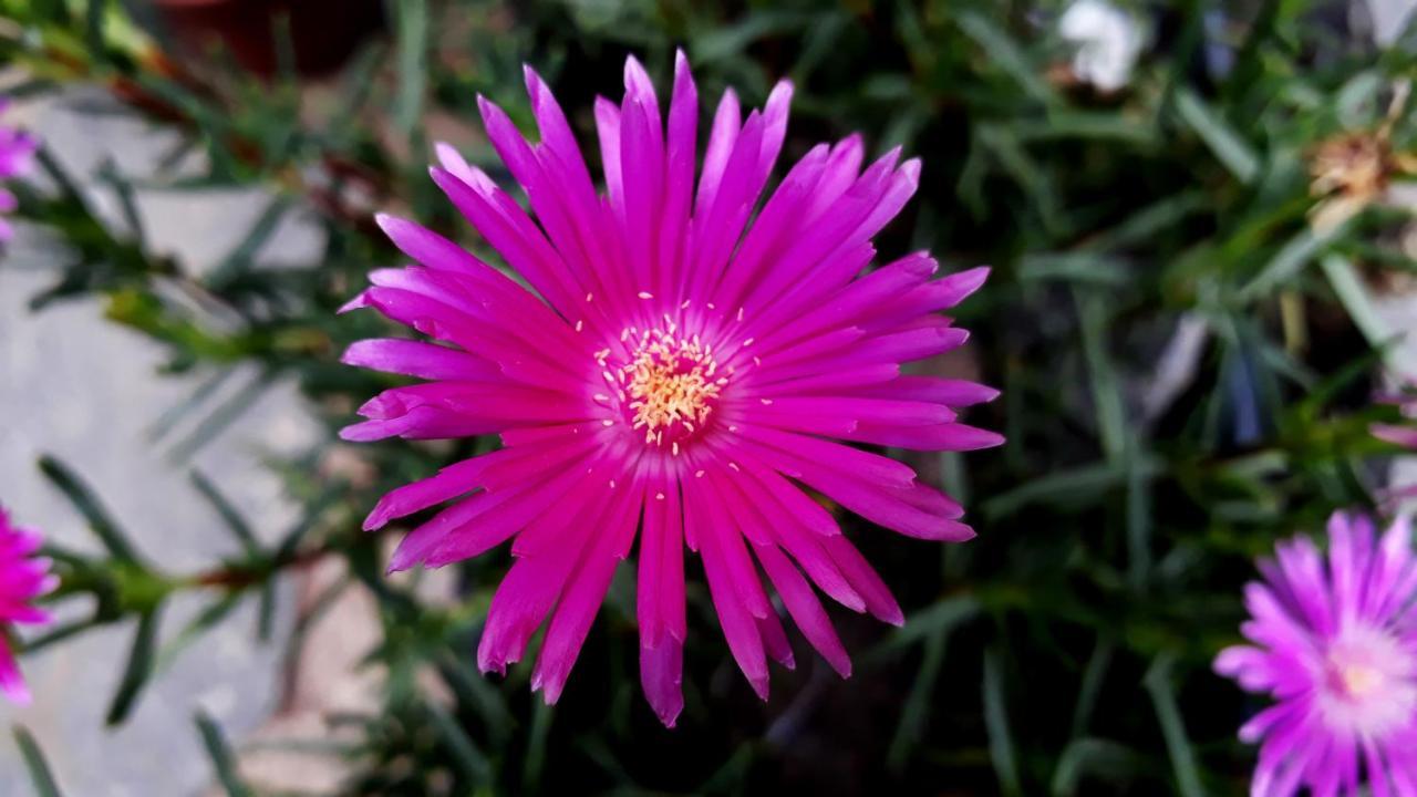 Morada Recanto das Flores Miguel Pereira Exterior foto